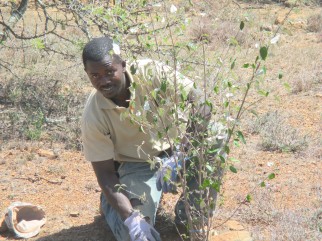 Tobias Otieno (former MSc student, Karatina U)